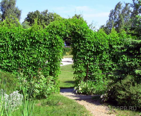 Виноград девичий или пятилисточковый, Parthenocissus_quinquefolia